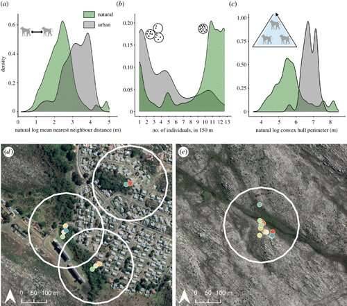 Des scientifiques utilisent des colliers GPS pour suivre les mouvements des babouins